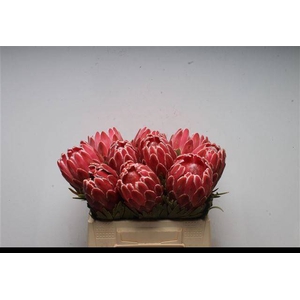 PROTEA VENUS