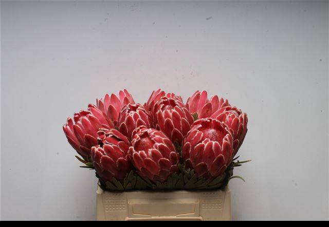 <h4>PROTEA VENUS</h4>