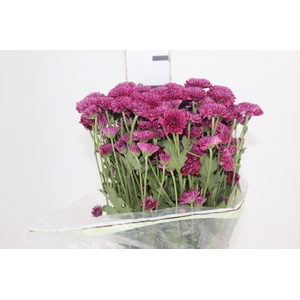 CRISANTEMO SANTINI QUINTY 080 CM