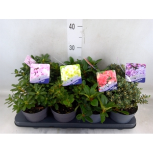 Rhododendron   ...dwarf shapes