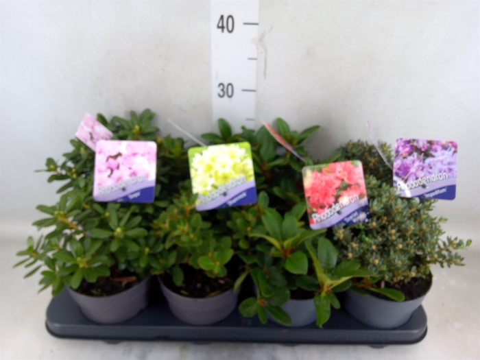 <h4>Rhododendron   ...dwarf shapes</h4>