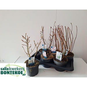 !! PROMO !! SALIX MIX P17