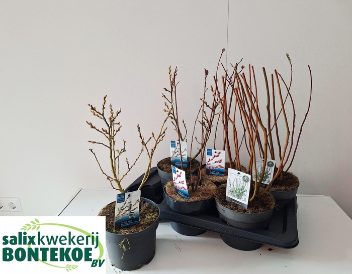 <h4>!! PROMO !! SALIX MIX P17</h4>