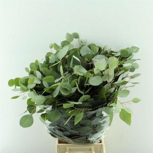 EUCALYPTUS POPULUS