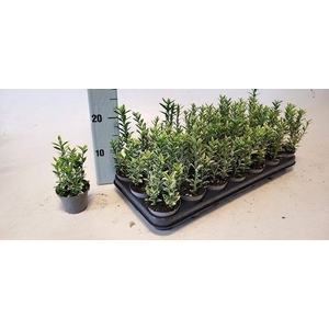 EUONYMUS JA M AUREOV