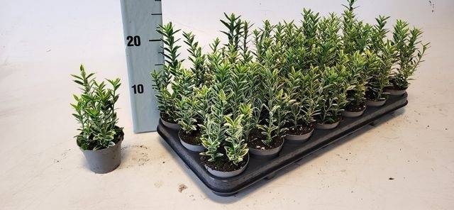 <h4>EUONYMUS JA M AUREOV</h4>