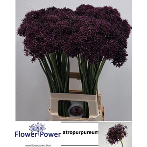 ALLIUM ATROPURPUREUM