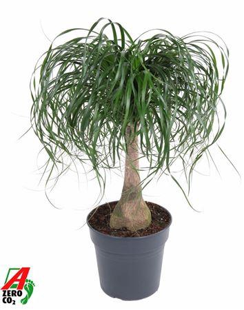 <h4>Beaucarnea Recurvata</h4>