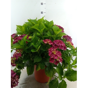 Hydrangea mac. 'Hot Red'