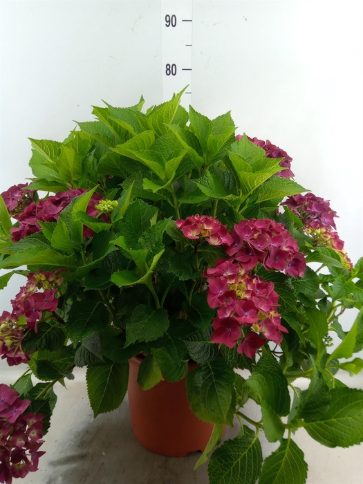<h4>Hydrangea mac. 'Hot Red'</h4>
