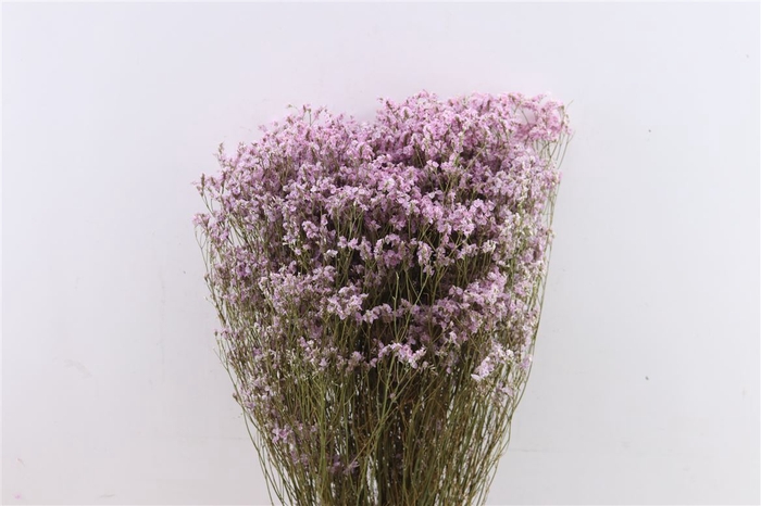 <h4>Dried Limonium Diamond L Pink Bunch</h4>