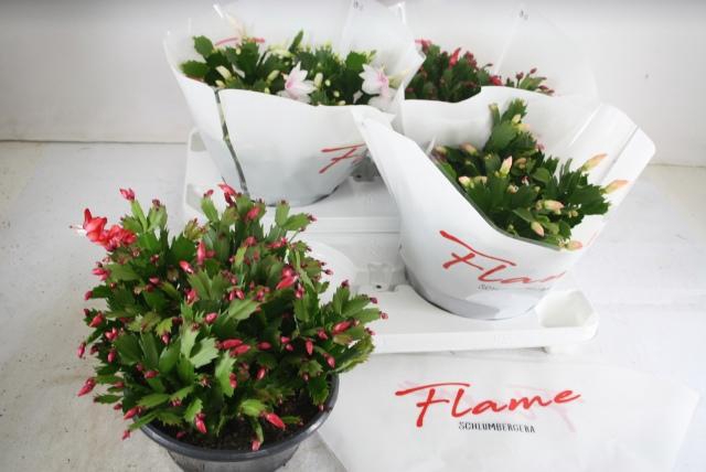 <h4>SCHLUMB FLAME GEM</h4>