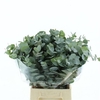 EUCA CINEREA P STEM 55CM SOUTH AFRI