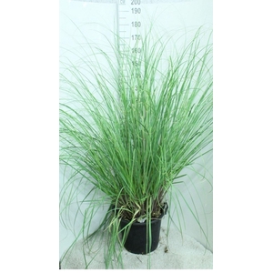 Cortaderia selloana Pumila