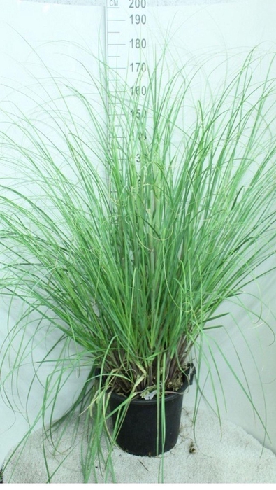<h4>Cortaderia selloana Pumila</h4>