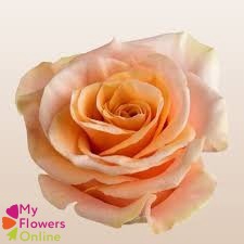 R Gr Phoenix Peach 50cm EC