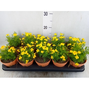 Tagetes
