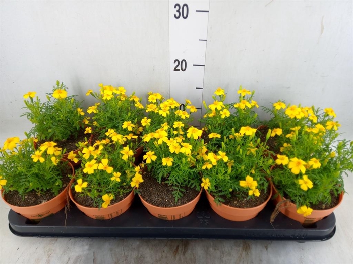 <h4>Tagetes</h4>