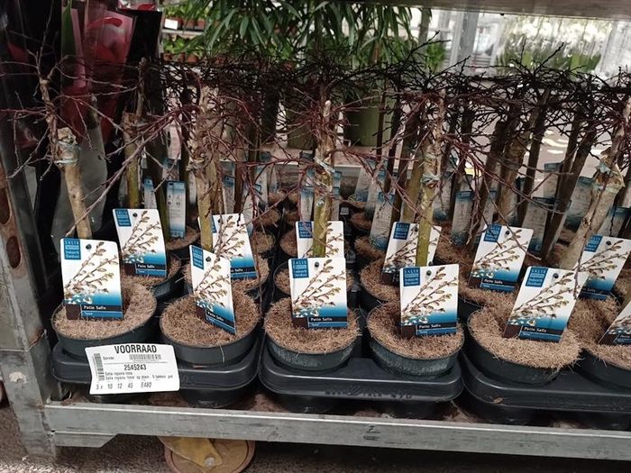 <h4>Salix repens Iona</h4>