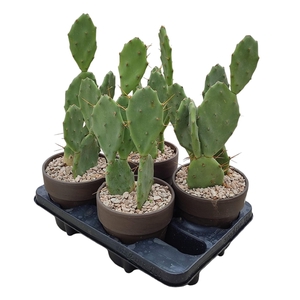 OPUNTIA VULGARIS IN TERRACOTTA POT Ø 15 - TRAY 4 PCS (CACTUS)