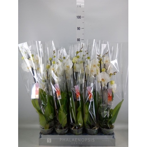 Phalaenopsis   ...white