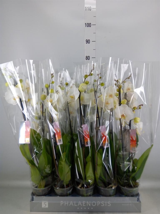 <h4>Phalaenopsis   ...white</h4>