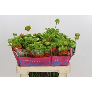 Ranunculus Romance Crown Nervion