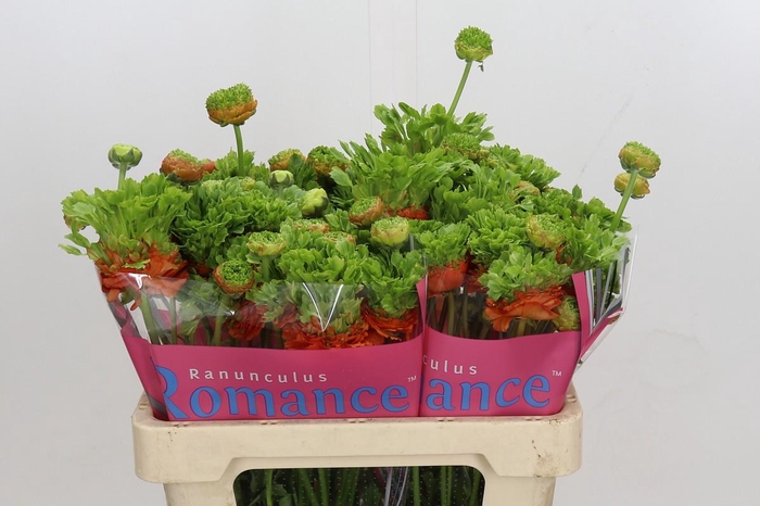 Ranunculus Romance Crown Nervion