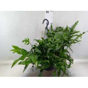 Microsorum diversifolium