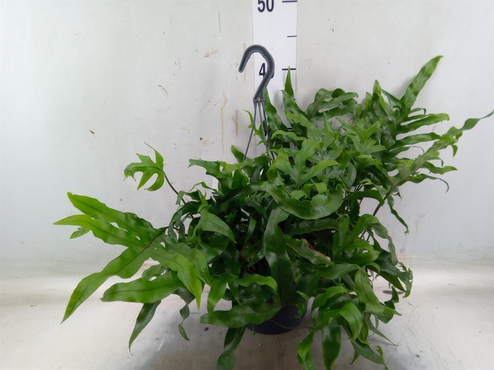 <h4>Microsorum diversifolium</h4>