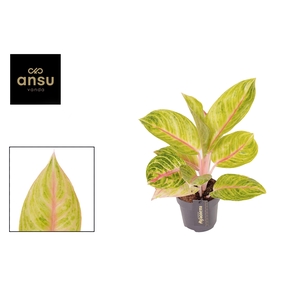 Aglaonema Rose Parakeet