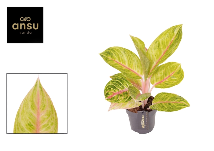 <h4>Aglaonema Rose Parakeet</h4>