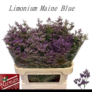 LIM MAINE BLUE