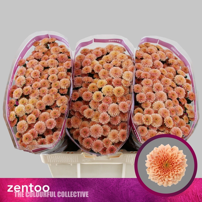 <h4>CHR S MILLER APRICOT</h4>