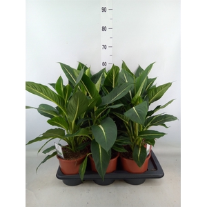 Dieffenbachia  'Green Magic'