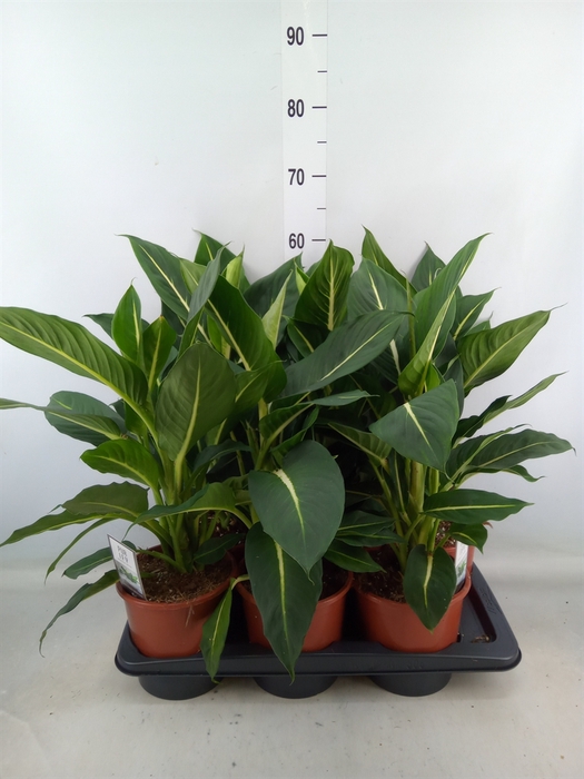 <h4>Dieffenbachia  'Green Magic'</h4>