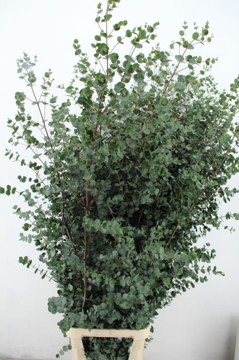 <h4>EUC GU AZURA 175CM</h4>
