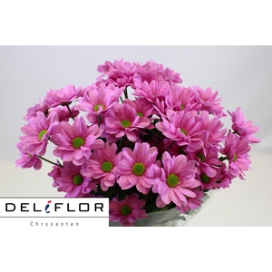 CHR T OV ROSA