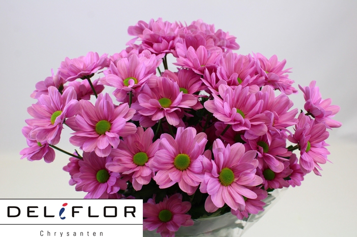 <h4>CHR T OV ROSA</h4>