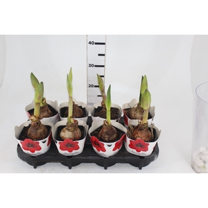 AMARYLLIS P14