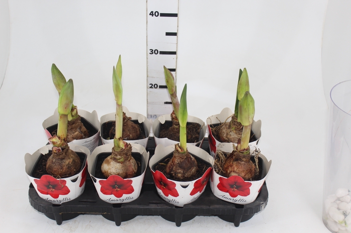 <h4>AMARYLLIS P14</h4>