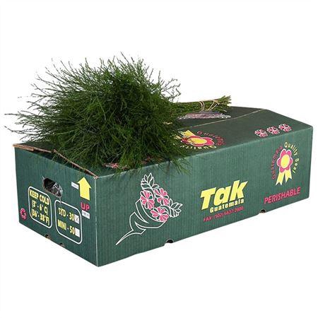 <h4>TREEFERN GT</h4>