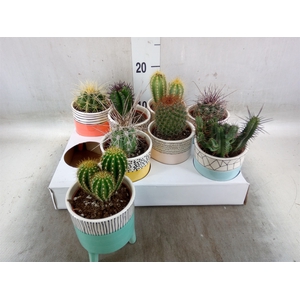 Cactus   ...