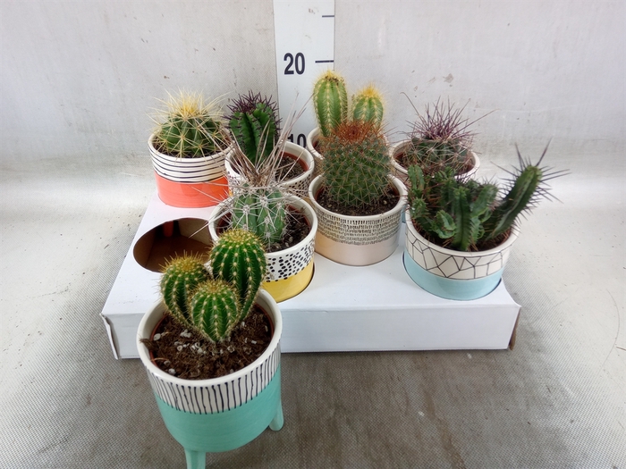 <h4>Cactus   ...</h4>