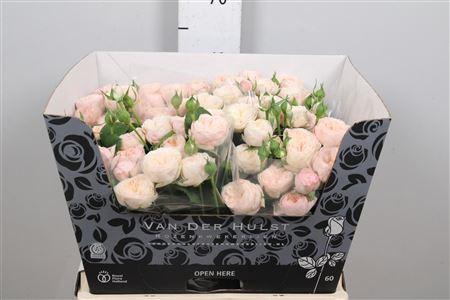 <h4>R Tr Royal Blush</h4>