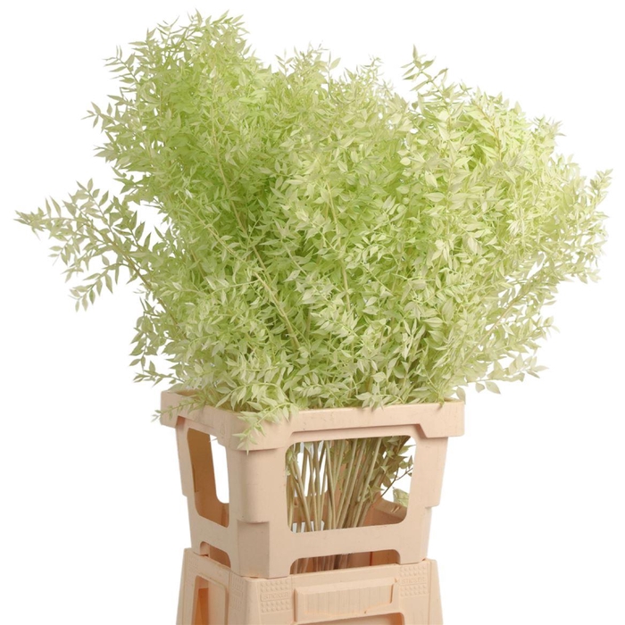 <h4>Ruscus Gebleekt</h4>