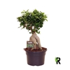 Ficus Ginseng