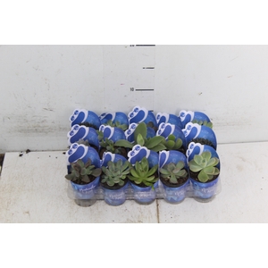 SUCULENTAS P06