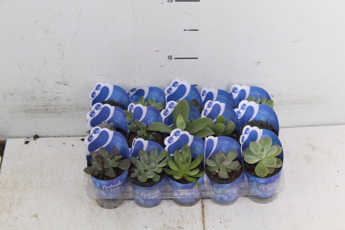 SUCULENTAS P06