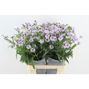VERBENA RIGIDE POLARIS